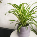 Best Air Purifying House Plants That Complement Your AC Filter Maintenance Routine