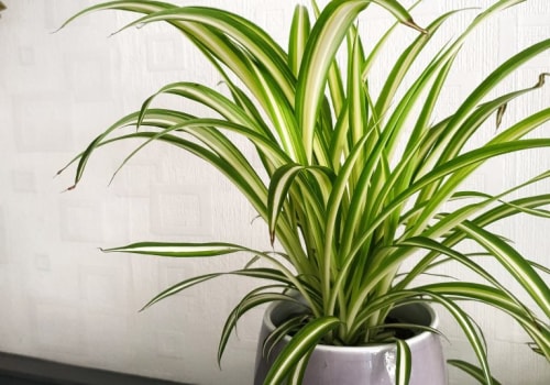 Best Air Purifying House Plants That Complement Your AC Filter Maintenance Routine